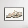 A Snake By Johan Teyler (1648-1709)(A Snake By Johan Teyler 1648 1709)