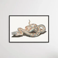 A Snake By Johan Teyler (1648-1709)(A Snake By Johan Teyler 1648 1709)