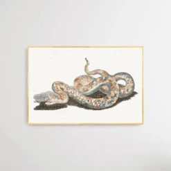 A Snake By Johan Teyler (1648-1709)(A Snake By Johan Teyler 1648 1709) -Heart Wall Art Store A Snake by Johan Teyler 1648 1709 I Heart Wall Art Australia 1690442600548