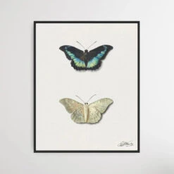 Black & White Butterfly By Georgius Jacobus Johannes Van Os(Black White Butterfly By Georgius Jacobus Johannes Van Os)