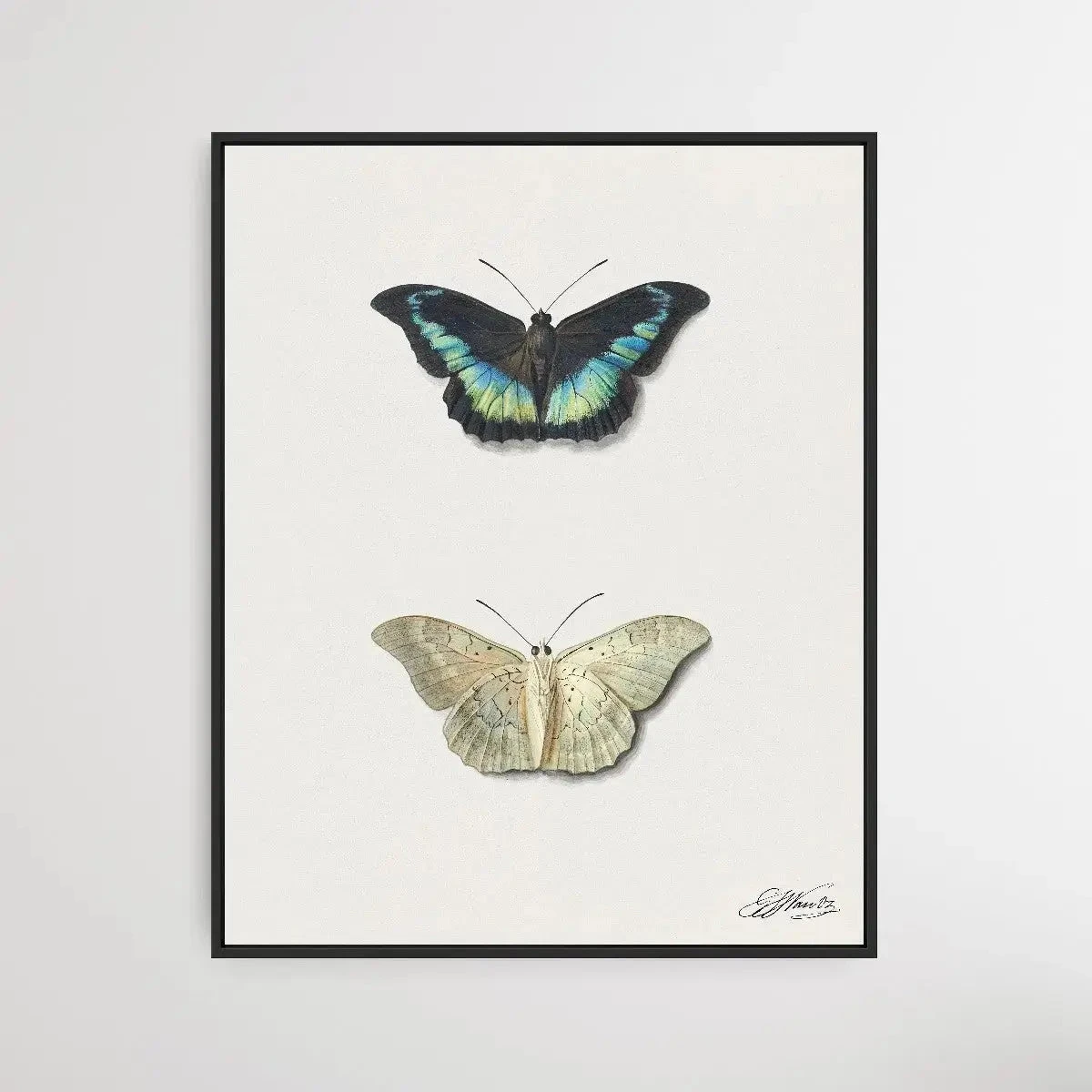 Black & White Butterfly By Georgius Jacobus Johannes Van Os(Black White Butterfly By Georgius Jacobus Johannes Van Os) 1 Black & White Butterfly By Georgius Jacobus Johannes Van Os(Black White Butterfly By Georgius Jacobus Johannes Van Os)