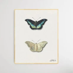 Black & White Butterfly By Georgius Jacobus Johannes Van Os(Black White Butterfly By Georgius Jacobus Johannes Van Os) 5 Black & White Butterfly By Georgius Jacobus Johannes Van Os(Black White Butterfly By Georgius Jacobus Johannes Van Os) -Heart Wall Art Store Black White Butterfly by Georgius Jacobus Johannes van Os I Heart Wall Art Australia 1691988729829
