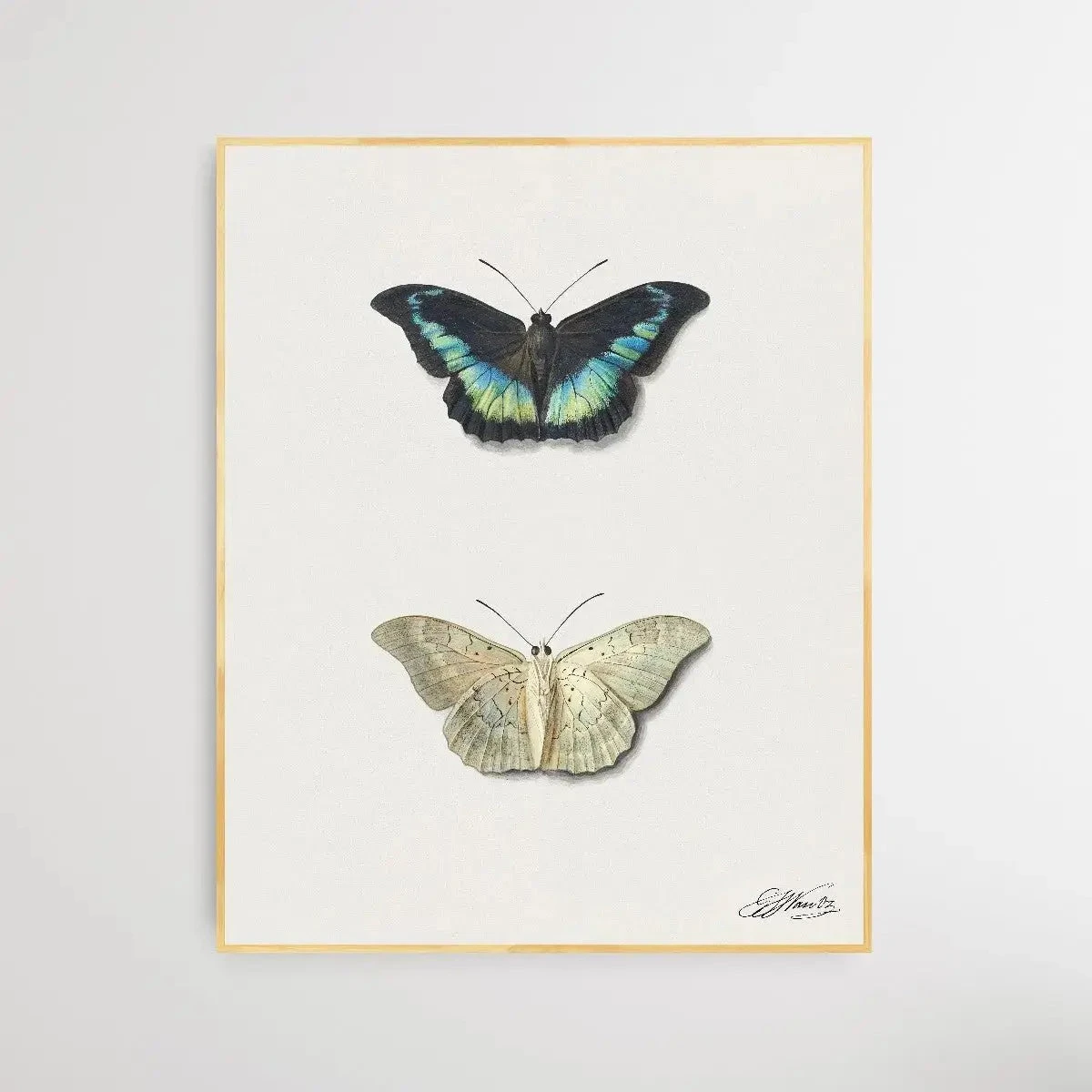 Black & White Butterfly By Georgius Jacobus Johannes Van Os(Black White Butterfly By Georgius Jacobus Johannes Van Os) 3 Black & White Butterfly By Georgius Jacobus Johannes Van Os(Black White Butterfly By Georgius Jacobus Johannes Van Os) - Image 3