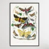 Butterfly & Moth Painting By Paul Gervais(Butterfly Moth Painting By Paul Gervais)