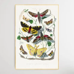 Butterfly & Moth Painting By Paul Gervais(Butterfly Moth Painting By Paul Gervais) -Heart Wall Art Store Butterfly Moth painting by Paul Gervais I Heart Wall Art Australia 1653369312