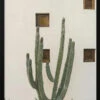 Cabo Cactus IX - Stretched Canvas, Poster Or Fine Art Print(Cabo Cactus Ix Stretched Canvas Poster Or Fine Art Print)
