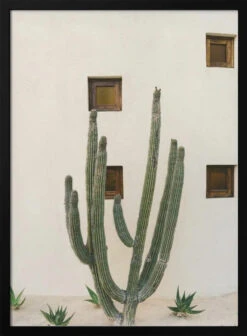 Cabo Cactus IX - Stretched Canvas, Poster Or Fine Art Print(Cabo Cactus Ix Stretched Canvas Poster Or Fine Art Print)