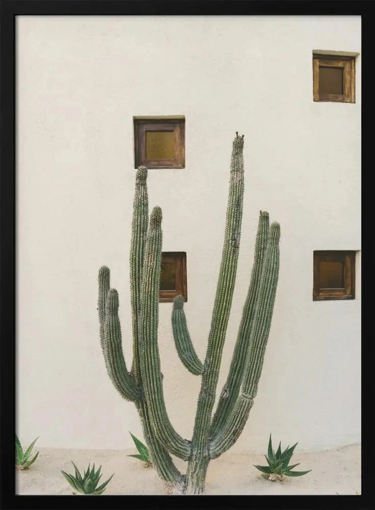 Cabo Cactus IX - Stretched Canvas, Poster Or Fine Art Print(Cabo Cactus Ix Stretched Canvas Poster Or Fine Art Print) 1 Cabo Cactus IX - Stretched Canvas, Poster Or Fine Art Print(Cabo Cactus Ix Stretched Canvas Poster Or Fine Art Print)