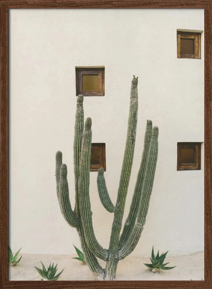 Cabo Cactus IX - Stretched Canvas, Poster Or Fine Art Print(Cabo Cactus Ix Stretched Canvas Poster Or Fine Art Print) 2 Cabo Cactus IX - Stretched Canvas, Poster Or Fine Art Print(Cabo Cactus Ix Stretched Canvas Poster Or Fine Art Print) - Image 2