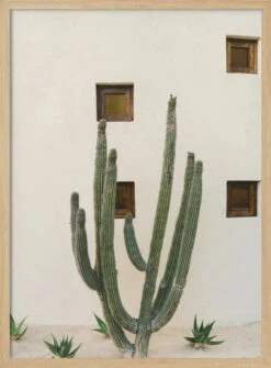Cabo Cactus IX - Stretched Canvas, Poster Or Fine Art Print(Cabo Cactus Ix Stretched Canvas Poster Or Fine Art Print) 14 Cabo Cactus IX - Stretched Canvas, Poster Or Fine Art Print(Cabo Cactus Ix Stretched Canvas Poster Or Fine Art Print) -Heart Wall Art Store Cabo Cactus IX Stretched Canvas Poster or Fine Art Print I Heart Wall Art 43364513