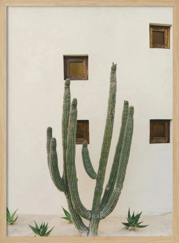 Cabo Cactus IX - Stretched Canvas, Poster Or Fine Art Print(Cabo Cactus Ix Stretched Canvas Poster Or Fine Art Print) 3 Cabo Cactus IX - Stretched Canvas, Poster Or Fine Art Print(Cabo Cactus Ix Stretched Canvas Poster Or Fine Art Print) - Image 3