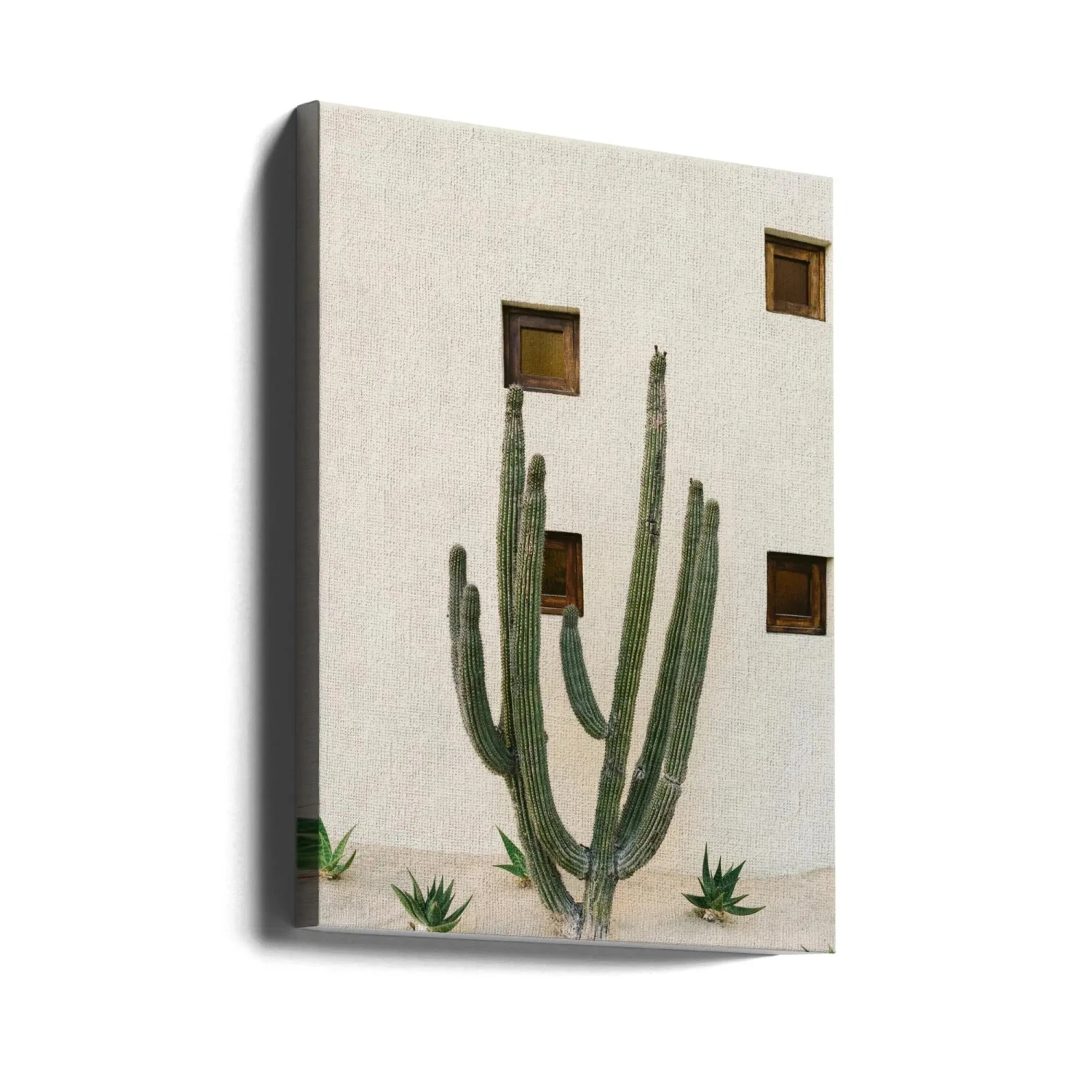 Cabo Cactus IX - Stretched Canvas, Poster Or Fine Art Print(Cabo Cactus Ix Stretched Canvas Poster Or Fine Art Print) 4 Cabo Cactus IX - Stretched Canvas, Poster Or Fine Art Print(Cabo Cactus Ix Stretched Canvas Poster Or Fine Art Print) - Image 4