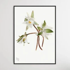 Castalia Odorata (1879) By Mary Vaux Walcott(Castalia Odorata 1879 By Mary Vaux Walcott)