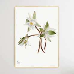 Castalia Odorata (1879) By Mary Vaux Walcott(Castalia Odorata 1879 By Mary Vaux Walcott) -Heart Wall Art Store Castalia Odorata 1879 by Mary Vaux Walcott I Heart Wall Art Australia 1694671755555