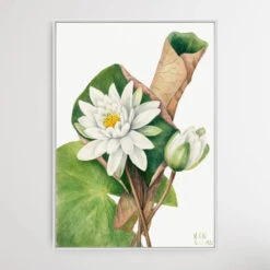 Castalia Odorata (1920) By Mary Vaux Walcott(Castalia Odorata 1920 By Mary Vaux Walcott) -Heart Wall Art Store Castalia odorata 1920 by Mary Vaux Walcott I Heart Wall Art Australia 1691989123779