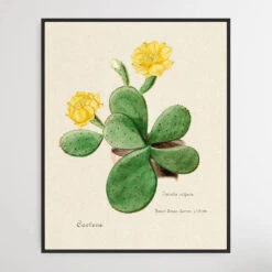 Eastern Prickly Pear Cactus(Eastern Prickly Pear Cactus)