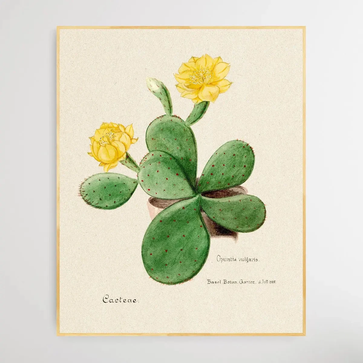 Eastern Prickly Pear Cactus(Eastern Prickly Pear Cactus) 2 Eastern Prickly Pear Cactus(Eastern Prickly Pear Cactus) - Image 2