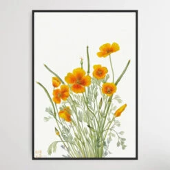 Eschscholtzia Mexicana (1927) By Mary Vaux Walcott(Eschscholtzia Mexicana 1927 By Mary Vaux Walcott)