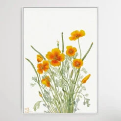 Eschscholtzia Mexicana (1927) By Mary Vaux Walcott(Eschscholtzia Mexicana 1927 By Mary Vaux Walcott) -Heart Wall Art Store Eschscholtzia mexicana 1927 by Mary Vaux Walcott I Heart Wall Art Australia 1659070647