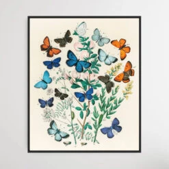 European Butterflies And Moths By William Forsell Kirby (1882)(European Butterflies And Moths By William Forsell Kirby 1882)