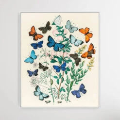 European Butterflies And Moths By William Forsell Kirby (1882)(European Butterflies And Moths By William Forsell Kirby 1882) -Heart Wall Art Store European Butterflies and Moths by William Forsell Kirby 1882 I Heart Wall Art Australia 1653539153