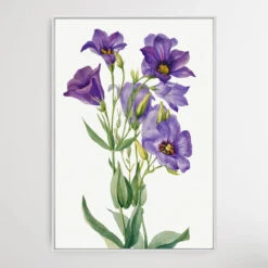 Eustoma Russelianum (1930) By Mary Vaux Walcott(Eustoma Russelianum 1930 By Mary Vaux Walcott) -Heart Wall Art Store Eustoma russelianum 1930 by Mary Vaux Walcott I Heart Wall Art Australia 1659070916