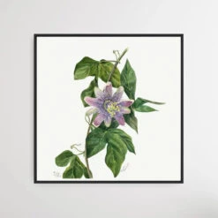 Flower Study (1879) By Mary Vaux Walcott - Square Art Print(Mws_apo_1_flower Study 1879 By Mary Vaux Walcott)