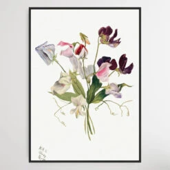 Flower Study (1886) By Mary Vaux Walcott(Flower Study 1886 By Mary Vaux Walcott)