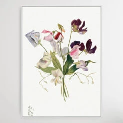 Flower Study (1886) By Mary Vaux Walcott(Flower Study 1886 By Mary Vaux Walcott) -Heart Wall Art Store Flower Study 1886 by Mary Vaux Walcott I Heart Wall Art Australia 1659071098