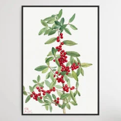 Ilex Vomitoria (1926) By Mary Vaux Walcott(Ilex Vomitoria 1926 By Mary Vaux Walcott)