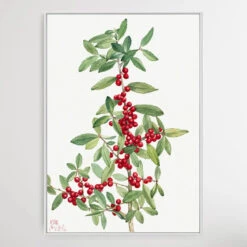 Ilex Vomitoria (1926) By Mary Vaux Walcott(Ilex Vomitoria 1926 By Mary Vaux Walcott) -Heart Wall Art Store Ilex vomitoria 1926 by Mary Vaux Walcott I Heart Wall Art Australia 1659073147
