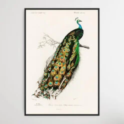 Indian Peafowl (Pavo Cristatus) Illustrated By Charles Dessalines D' Orbigny (1806-1876)(Indian Peafowl Pavo Cristatus Illustrated By Charles Dessalines D Orbigny 1806 1876)
