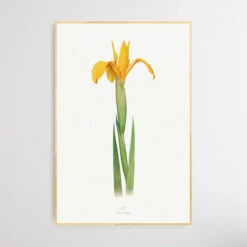 Iris Aurea (1913) By William Rickatson Dykes(Iris Aurea 1913 By William Rickatson Dykes) 5 Iris Aurea (1913) By William Rickatson Dykes(Iris Aurea 1913 By William Rickatson Dykes) -Heart Wall Art Store Iris Aurea 1913 by William Rickatson Dykes I Heart Wall Art Australia 1653976267