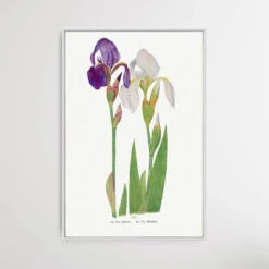 Iris Madonna By William Rickatson Dykes(Iris Madonna By William Rickatson Dykes) -Heart Wall Art Store Iris Madonna by William Rickatson Dykes I Heart Wall Art Australia 1653977465