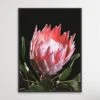 King Of The Blooms - Protea Floral Print On Canvas Or Paper(King Of The Blooms Protea Floral Print On Canvas Or Paper)