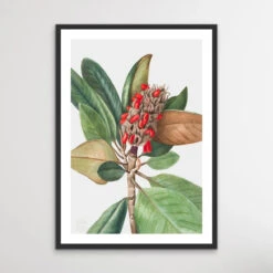 Magnolia Grandiflora (1923) By Mary Vaux Walcott(Magnolia Grandiflora 1923 By Mary Vaux Walcott)