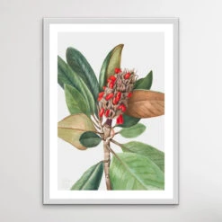 Magnolia Grandiflora (1923) By Mary Vaux Walcott(Magnolia Grandiflora 1923 By Mary Vaux Walcott) -Heart Wall Art Store Magnolia Grandiflora 1923 by Mary Vaux Walcott I Heart Wall Art Australia 1657856585