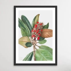 Magnolia Grandiflora (1923) By Mary Vaux Walcott(Magnolia Grandiflora 1923 By Mary Vaux Walcott) -Heart Wall Art Store Magnolia Grandiflora 1923 by Mary Vaux Walcott I Heart Wall Art Australia 1657856592