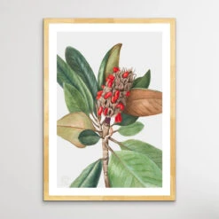 Magnolia Grandiflora (1923) By Mary Vaux Walcott(Magnolia Grandiflora 1923 By Mary Vaux Walcott) -Heart Wall Art Store Magnolia Grandiflora 1923 by Mary Vaux Walcott I Heart Wall Art Australia 1657856595