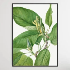 Magnolia Acuminata (1922) By Mary Vaux Walcott(Magnolia Acuminata 1922 By Mary Vaux Walcott)