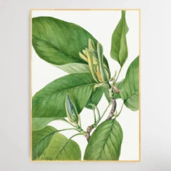 Magnolia Acuminata (1922) By Mary Vaux Walcott(Magnolia Acuminata 1922 By Mary Vaux Walcott) 5 Magnolia Acuminata (1922) By Mary Vaux Walcott(Magnolia Acuminata 1922 By Mary Vaux Walcott) -Heart Wall Art Store Magnolia acuminata 1922 by Mary Vaux Walcott I Heart Wall Art Australia 1659074590