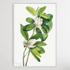 Magnolia Virginiana (1918) By Mary Vaux Walcott(Magnolia Virginiana 1918 By Mary Vaux Walcott) -Heart Wall Art Store Magnolia virginiana 1918 by Mary Vaux Walcott I Heart Wall Art Australia 1659074982