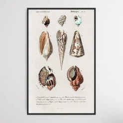 Mollusks By Charles Dessalines D' Orbigny (1806-1876)(Mollusks By Charles Dessalines D Orbigny 1806 1876)