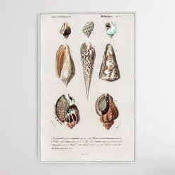 Mollusks By Charles Dessalines D' Orbigny (1806-1876)(Mollusks By Charles Dessalines D Orbigny 1806 1876) -Heart Wall Art Store Mollusks by Charles Dessalines D Orbigny 1806 1876 I Heart Wall Art Australia 1653444658