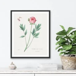 Moutan Peony - Vintage Botanical Floral Illustration(Moutan Peony)