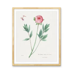 Moutan Peony - Vintage Botanical Floral Illustration(Moutan Peony) -Heart Wall Art Store Moutan Peony Vintage Botanical Floral Illustration I Heart Wall Art Australia 46461055