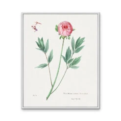 Moutan Peony - Vintage Botanical Floral Illustration(Moutan Peony) -Heart Wall Art Store Moutan Peony Vintage Botanical Floral Illustration I Heart Wall Art Australia 46461110