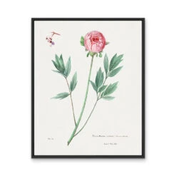 Moutan Peony - Vintage Botanical Floral Illustration(Moutan Peony) -Heart Wall Art Store Moutan Peony Vintage Botanical Floral Illustration I Heart Wall Art Australia 46461211