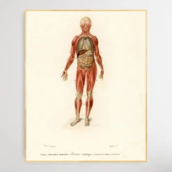 Myology And Disposition Of The Viscera By Charles Dessalines D' Orbigny (1806-1876)(Myology And Disposition Of The Viscera By Charles Dessalines D Orbigny 1806 1876) -Heart Wall Art Store Myology and disposition of the viscera by Charles Dessalines D Orbigny 1806 1876 I Heart Wall Art Australia 1659512336