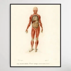 Myology And Disposition Of The Viscera By Charles Dessalines D' Orbigny (1806-1876)(Myology And Disposition Of The Viscera By Charles Dessalines D Orbigny 1806 1876)